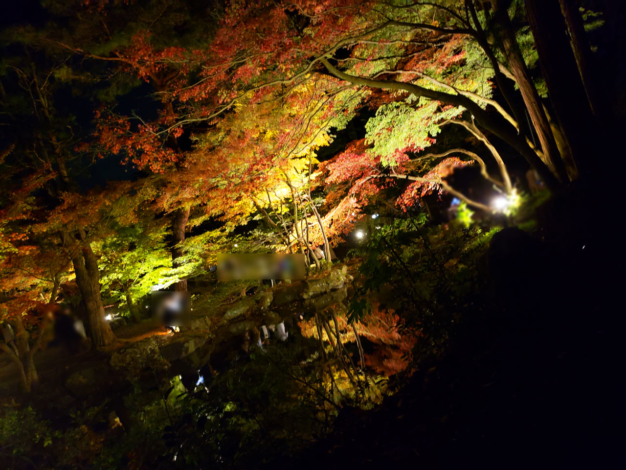 弥彦公園もみじ谷 過去のライトアップの様子