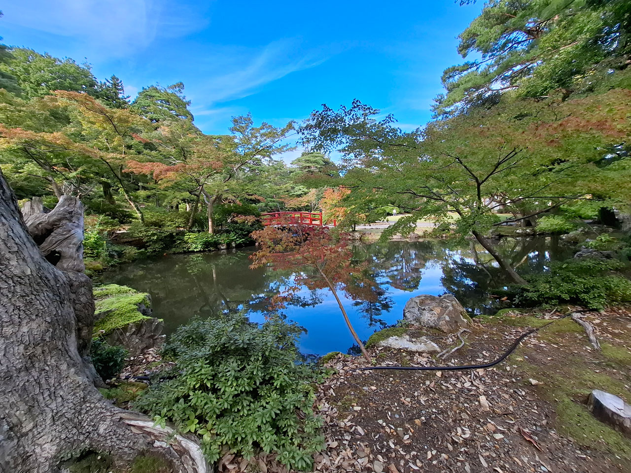 弥彦公園もみじ谷 水辺の紅葉