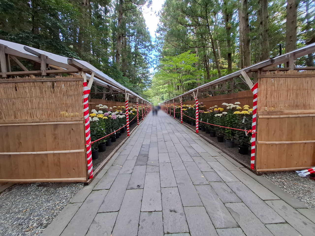 弥彦菊まつり 彌彦神社内の様子