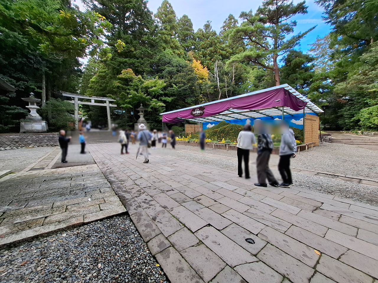 弥彦菊まつり 大風景花壇