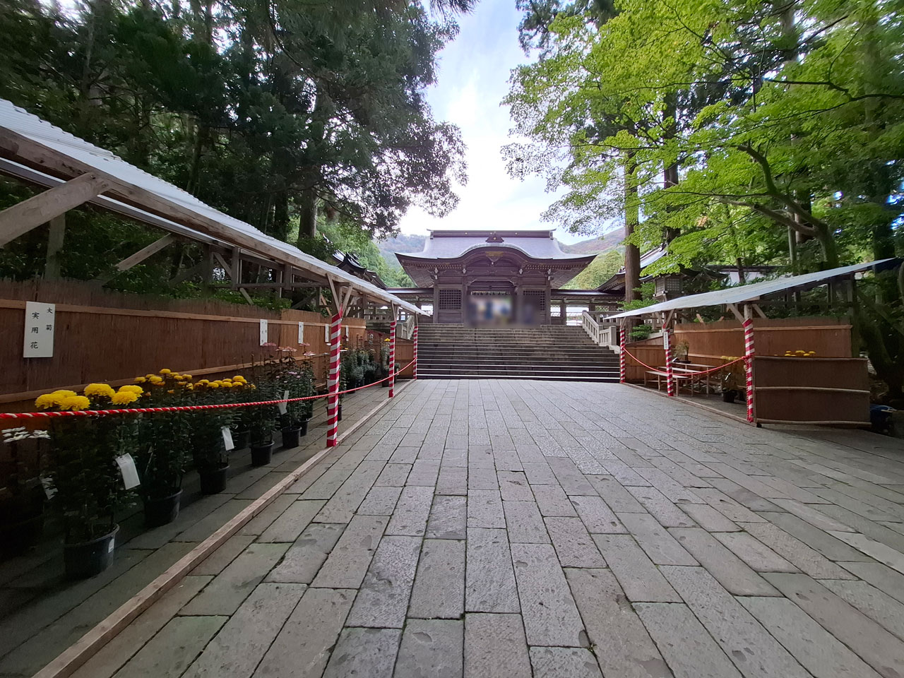 弥彦菊まつり 彌彦神社境内の様子